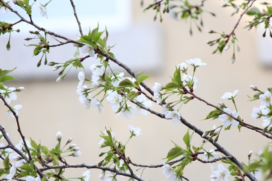 5238-14.3.31大島桜　中アップ.jpg